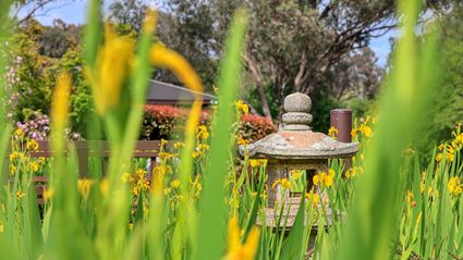 Japanese Garden - Cowra 